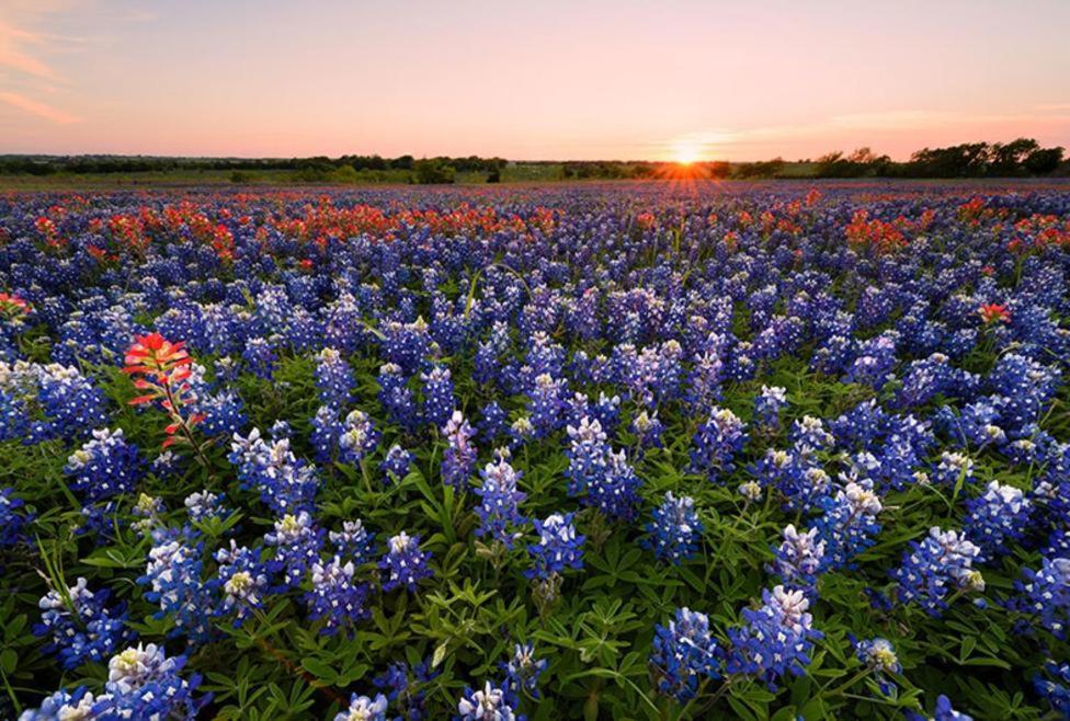 Holiday Inn Express & Suites Waxahachie By Ihg Eksteriør bilde